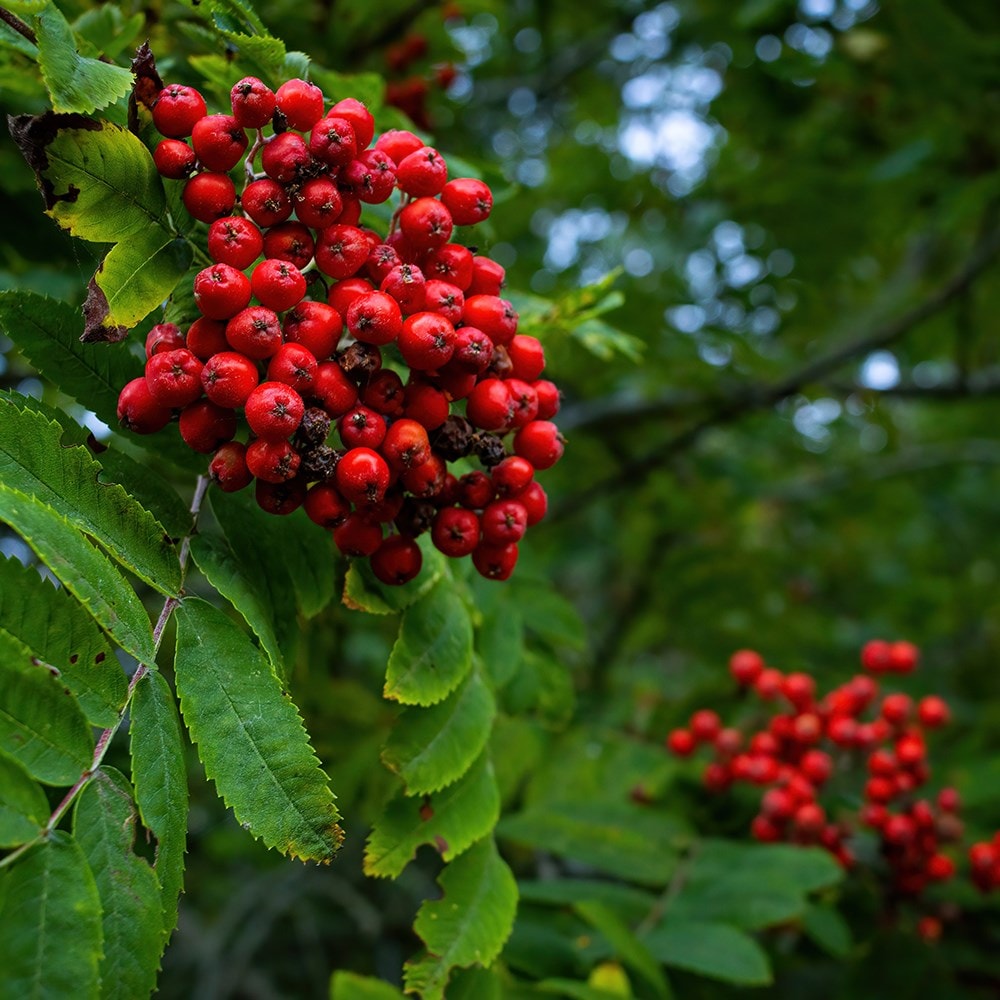 <i>Sorbus aucuparia</i> 'Sheerwater Seedling'