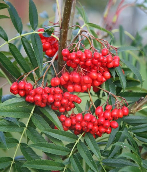 Sorbus ulleungensis Olympic Flame