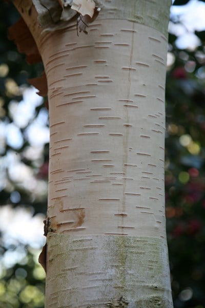 Betula utilis subsp. jacquemontii Grayswood Ghost