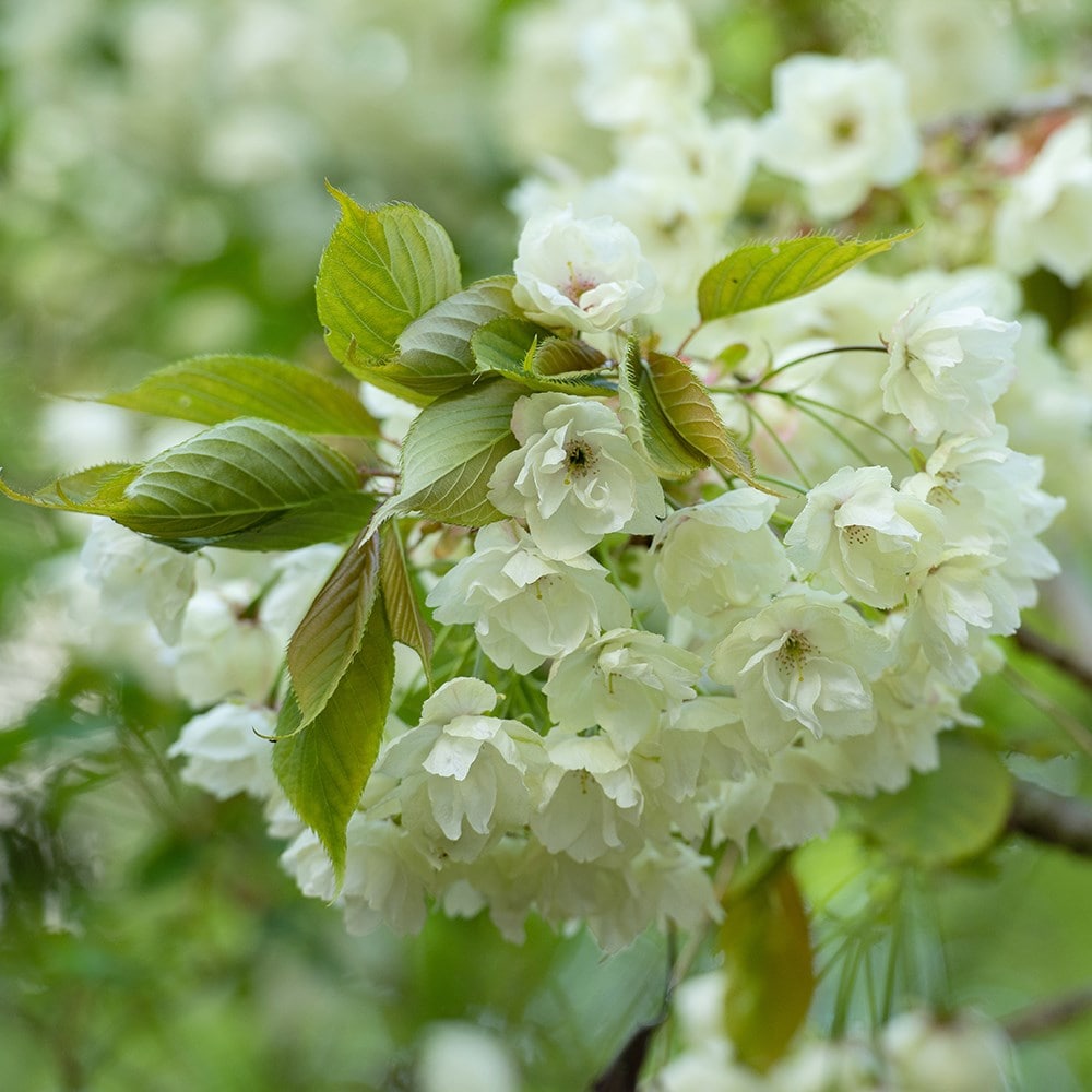 Product options image