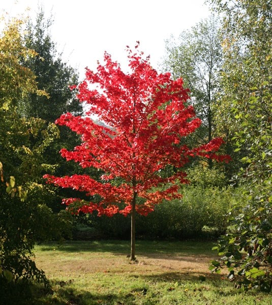 Product options image