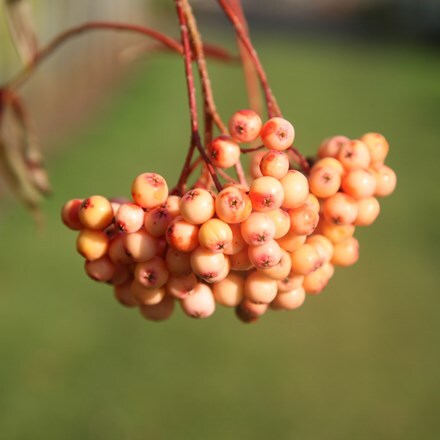 Picture of Sorbus Peaches and Cream