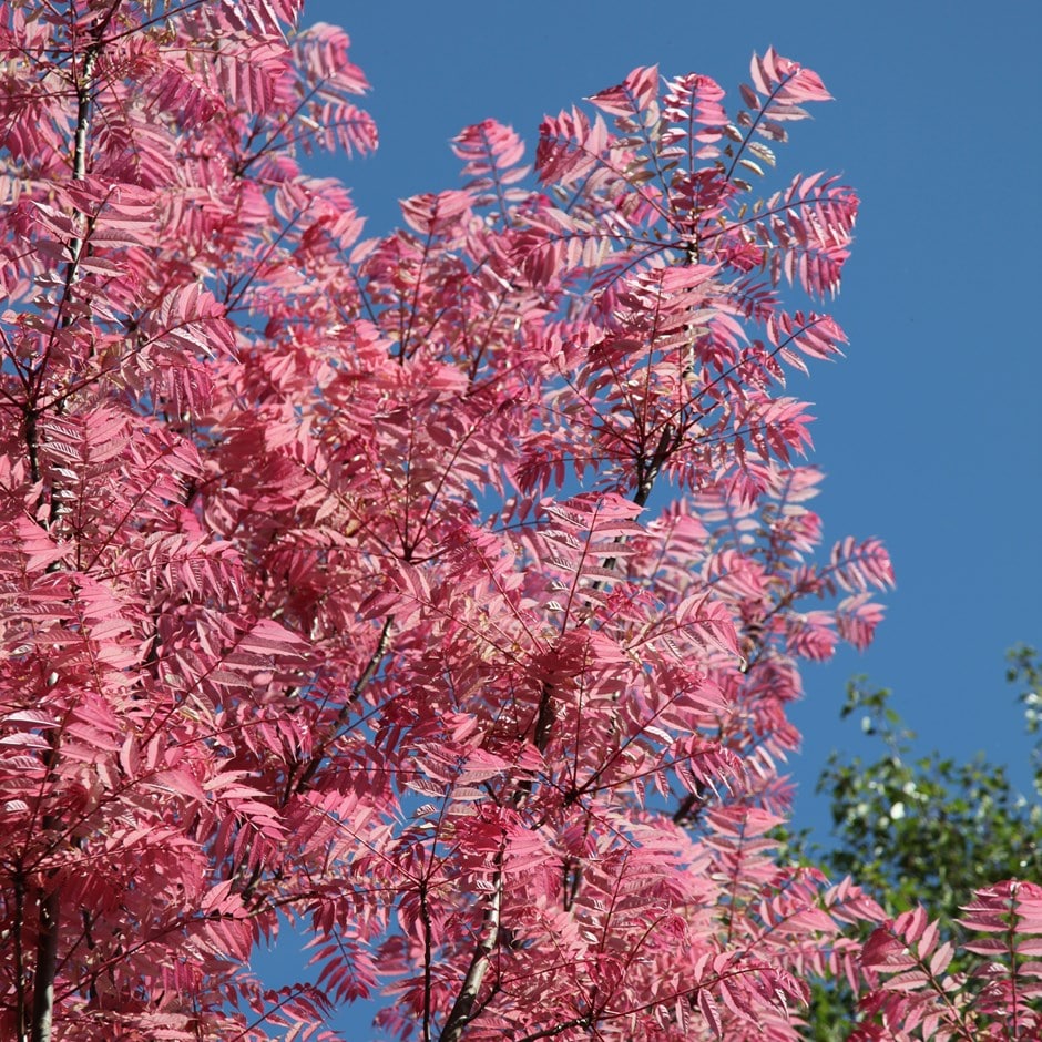 buy chinese mahogany toona sinensis flamingo 34 99 where to buy small christmas trees