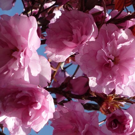 Picture of Prunus Royal Burgundy