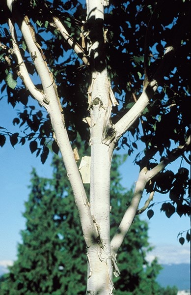 Betula utilis subsp. jacquemontii Doorenbos