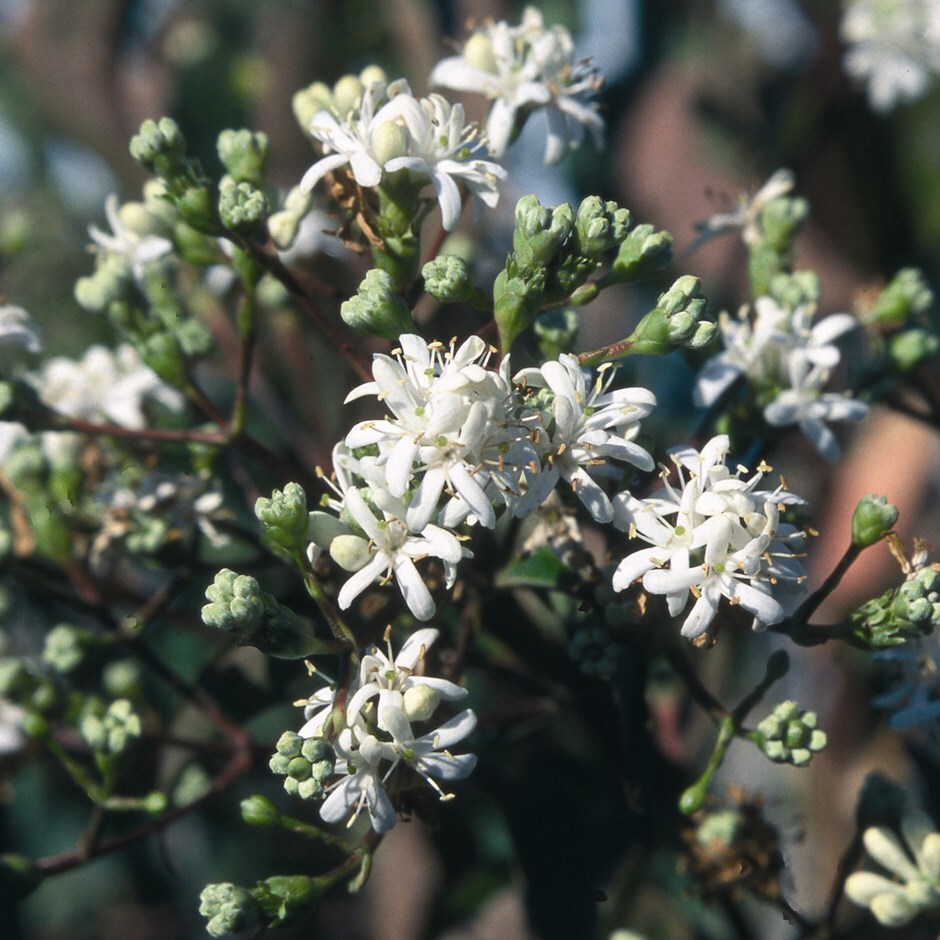 Buy seven son Heptacodium miconioides: £67.99 Delivery by 