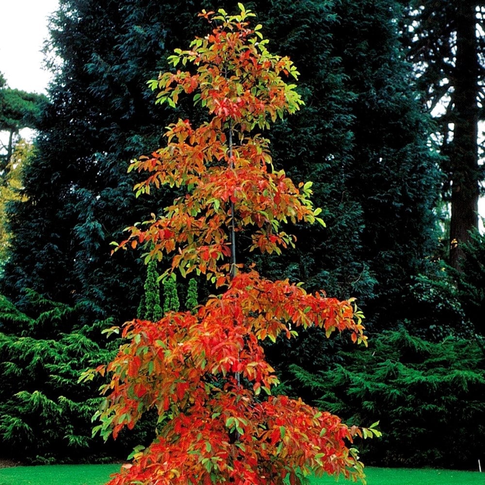 Product options image