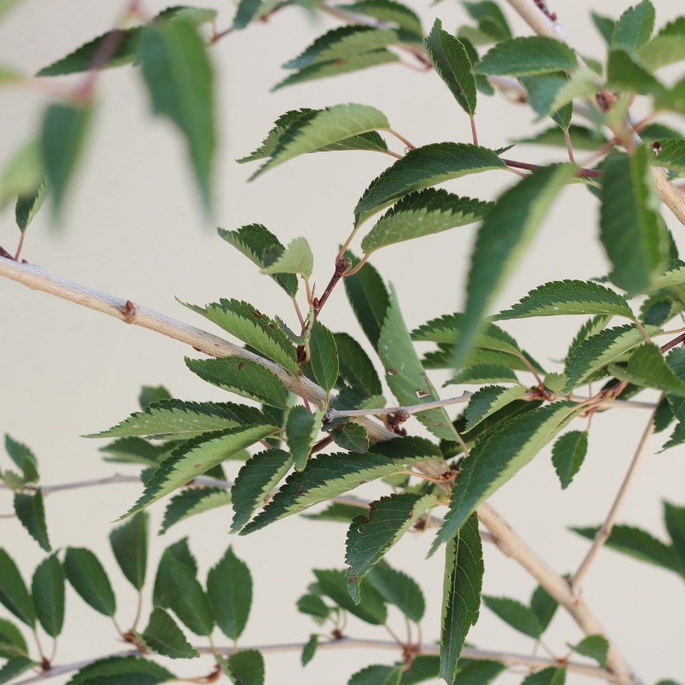 <i>Prunus</i> 'The Bride'