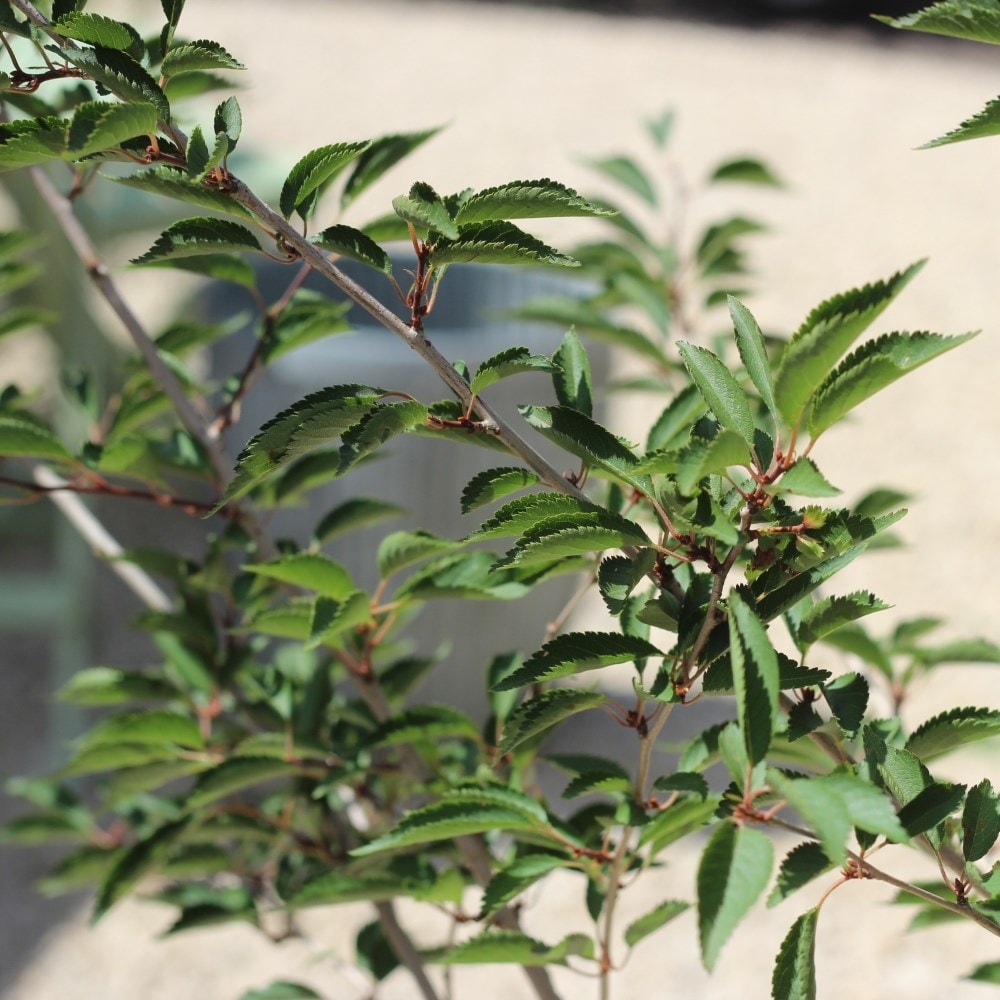 <i>Prunus</i> 'The Bride'