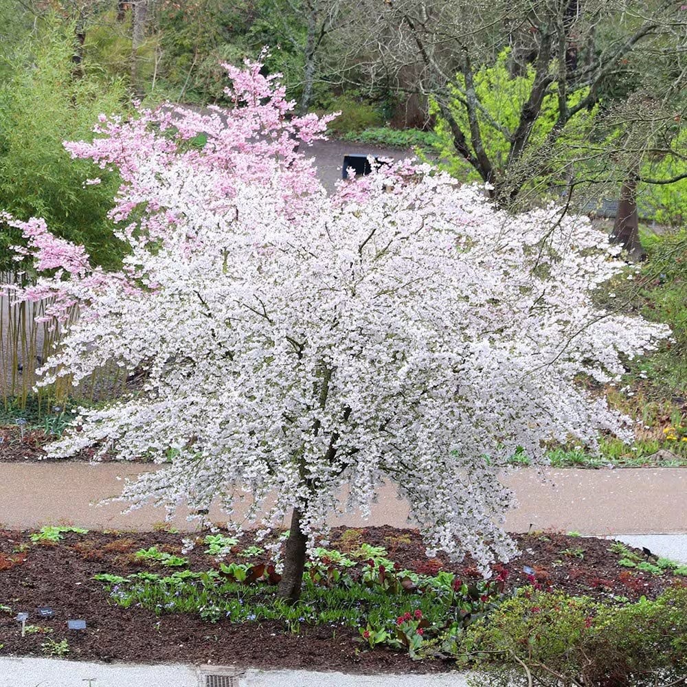 <i>Prunus</i> 'The Bride'