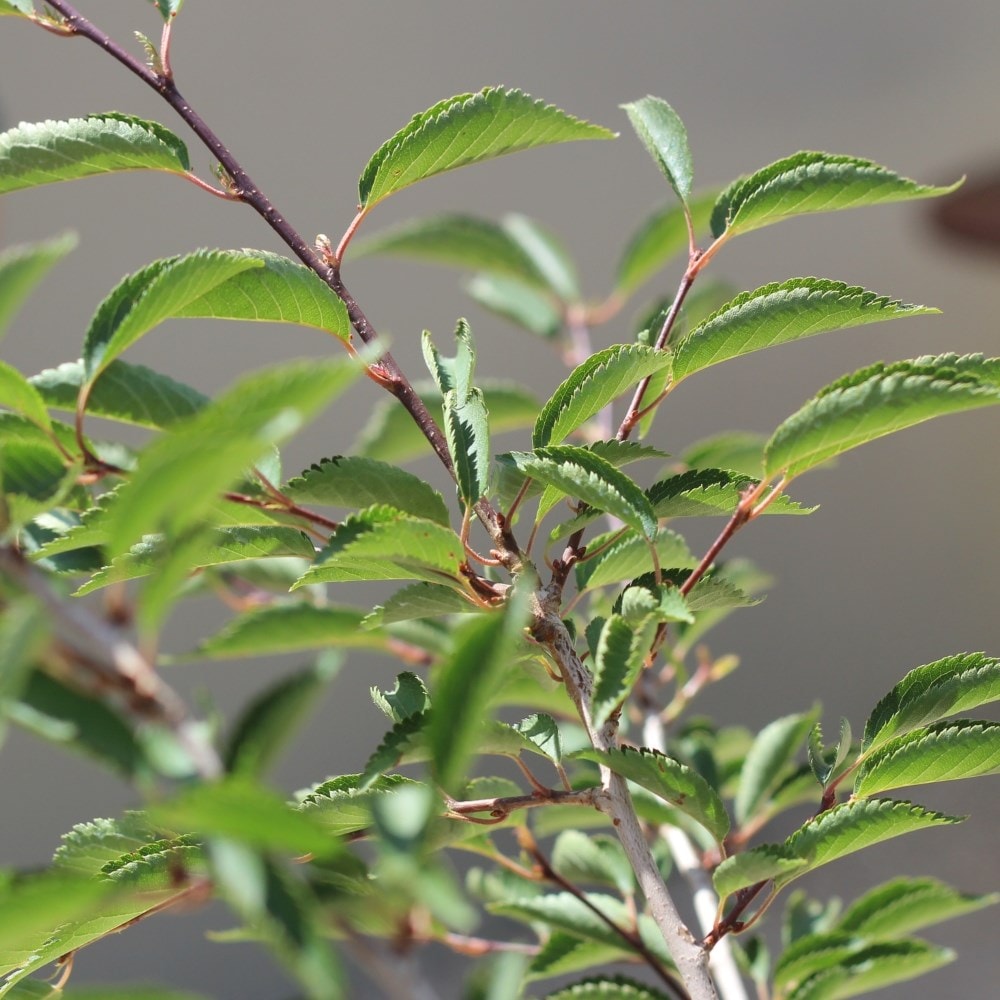 <i>Prunus</i> 'The Bride'