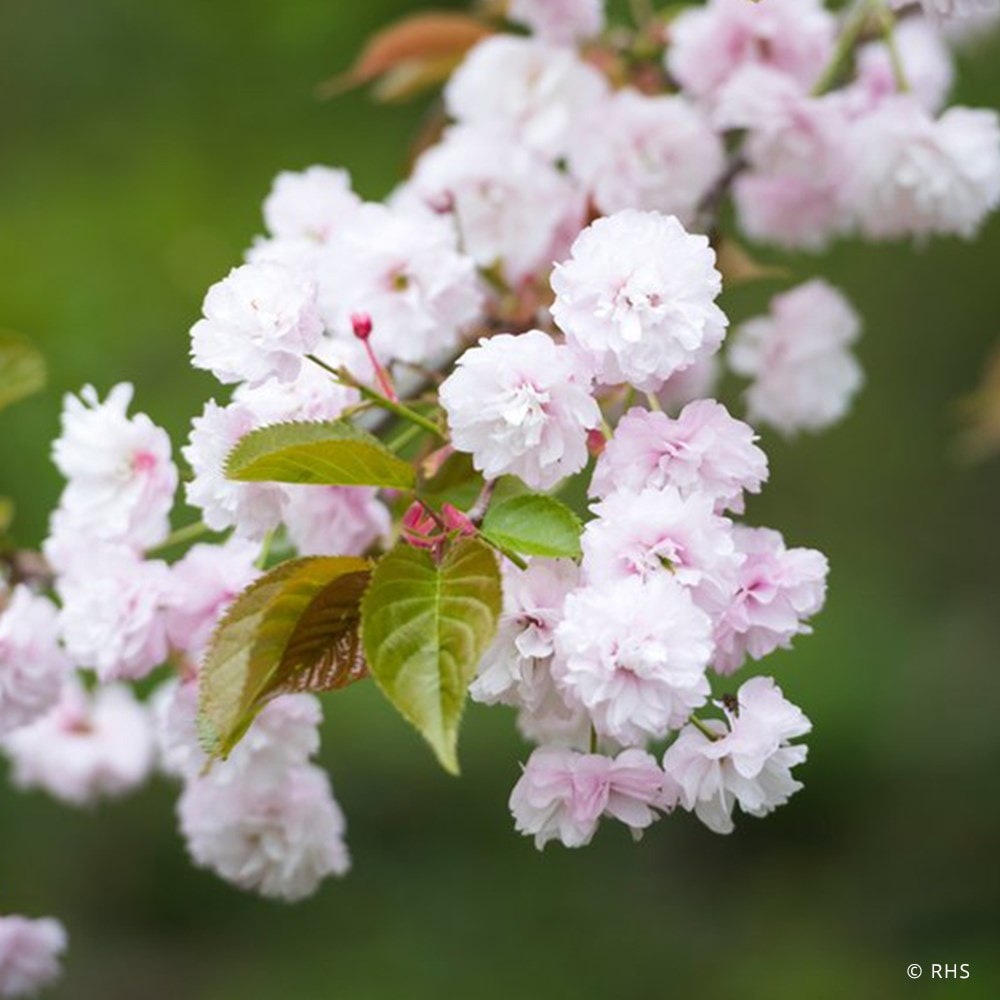 Product options image