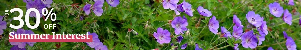 Summer Interest: Up to 30% off Plants