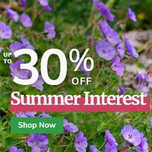 Summer Interest: Up to 30% off Plants