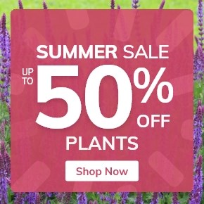 Plants: Up to 50% Off