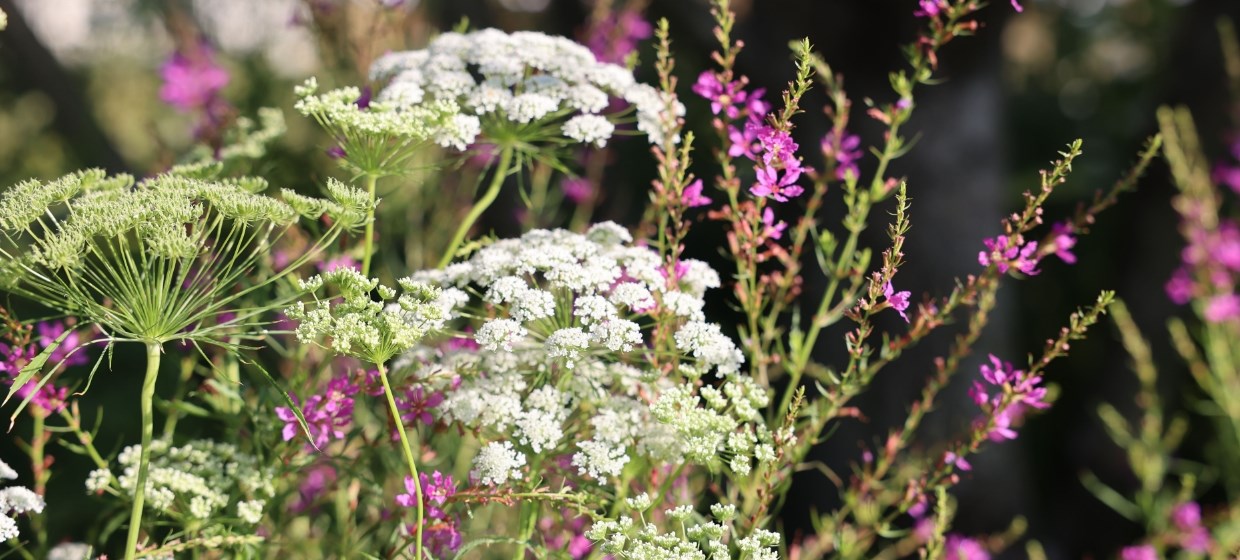 September Flowering Plants