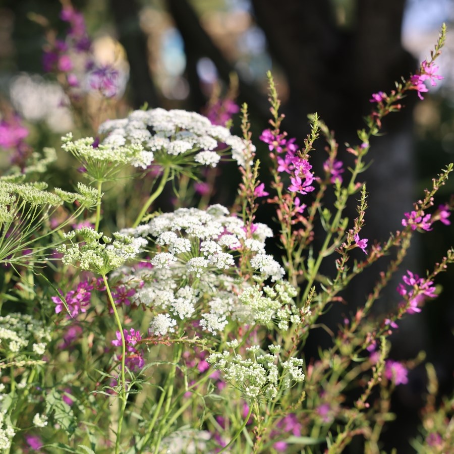 September Flowering Plants