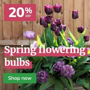 Spring Flowering Bulbs: 20% off*