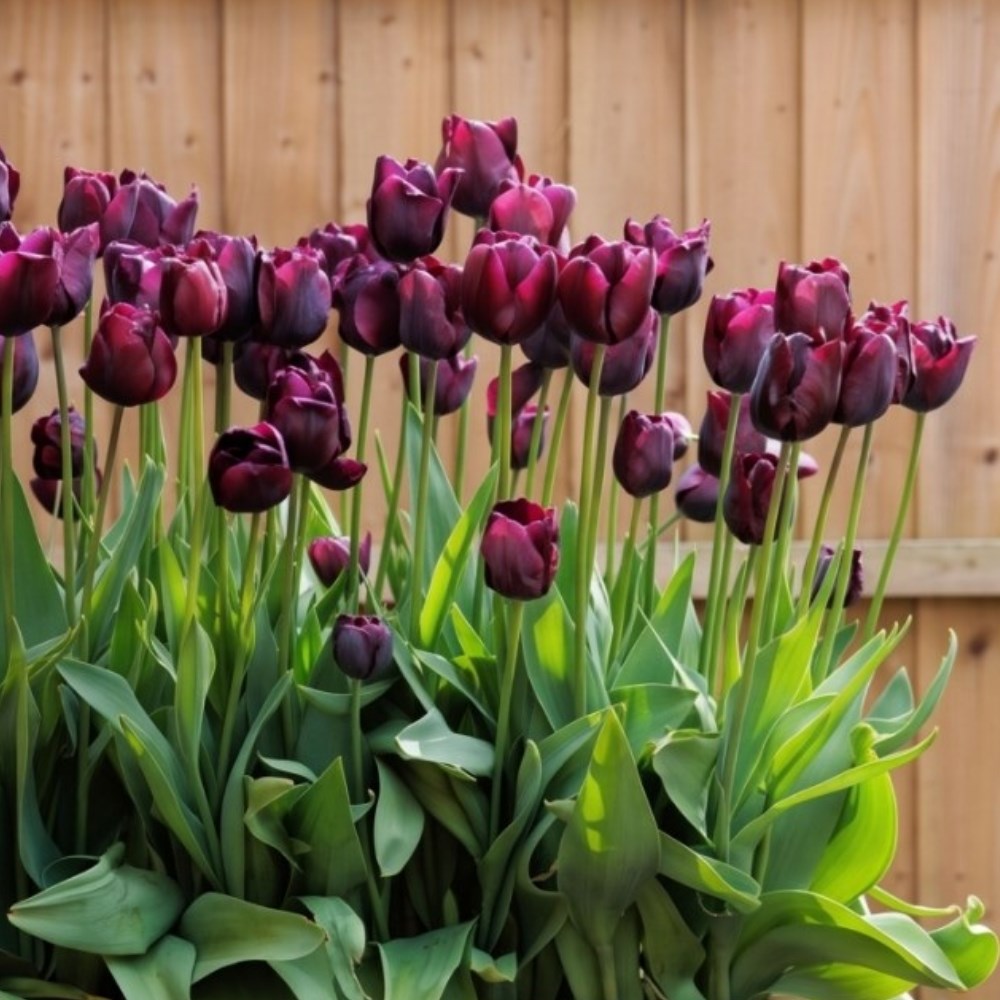 Spring Flowering Bulbs
