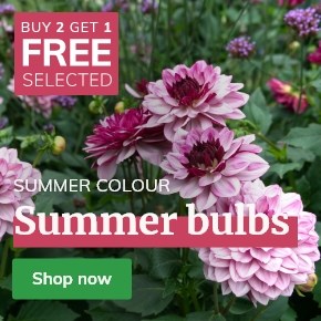 Summer Bulbs: 2+1 free selected