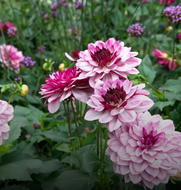 Bulbs: 2+1 free selected