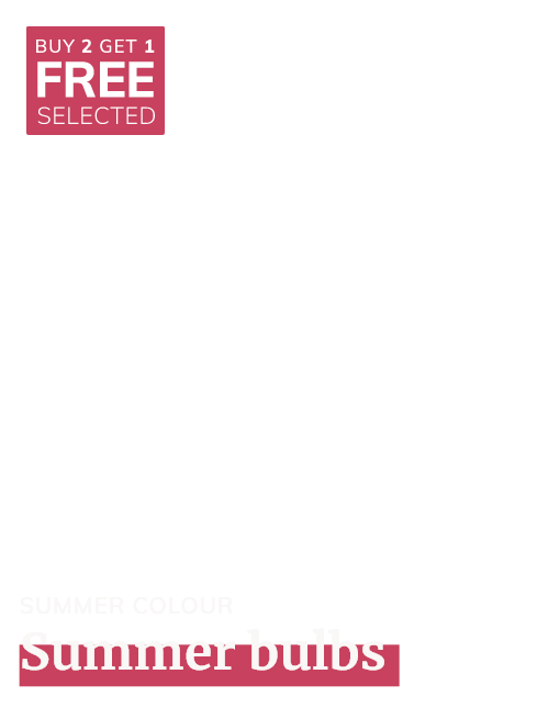 Bulbs: 2+1 free selected