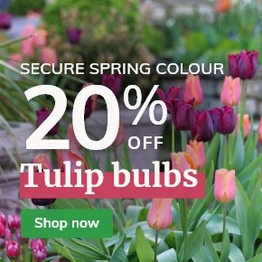 Tulip bulbs: 20% off