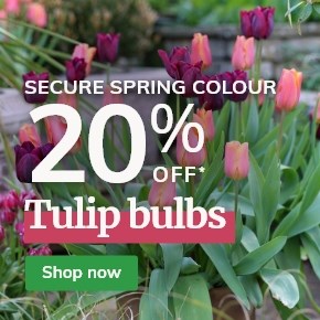 Tulip bulbs: 20% off
