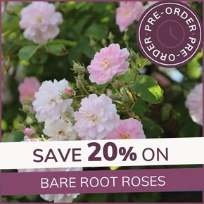 Bare Root Roses: Introductory 20% Off