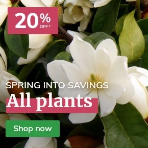 Plants: 20% off