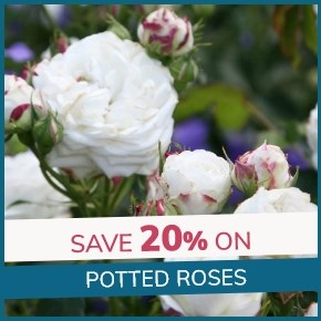 Potted Roses: 20% Off