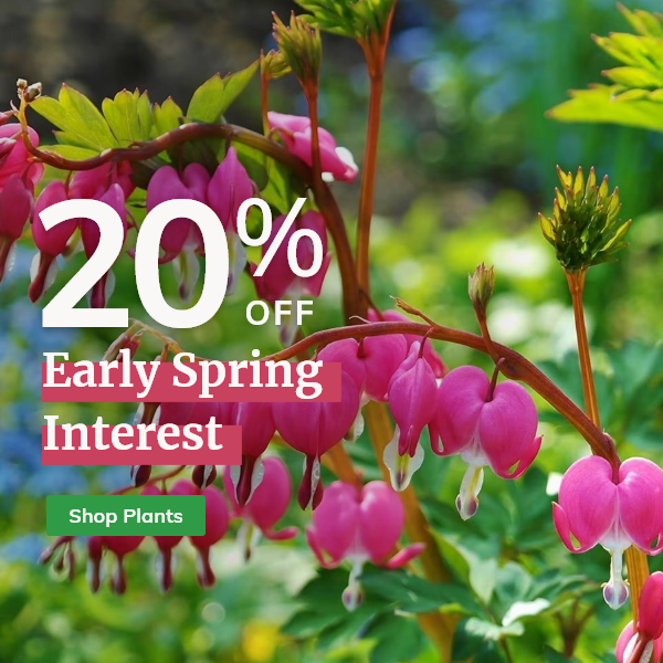 Early spring interest: 20% Off