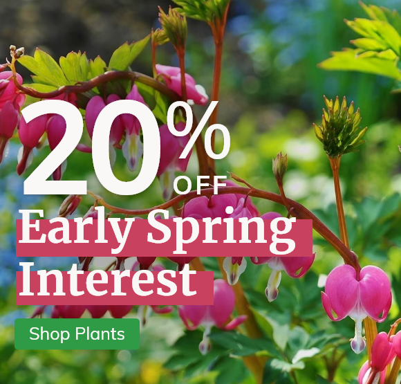 Early spring interest: 20% Off