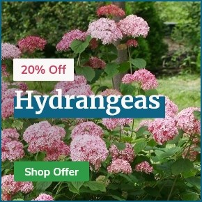 Hydrangeas: 20% Off