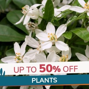 Plants: Up to 50% off