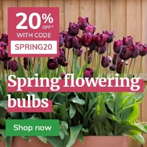 Spring flowering bulbs