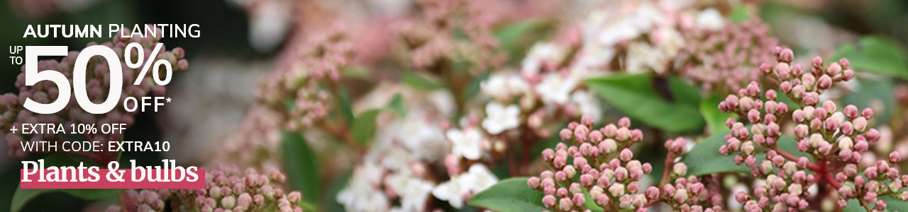 Autumn sale plants & bulbs