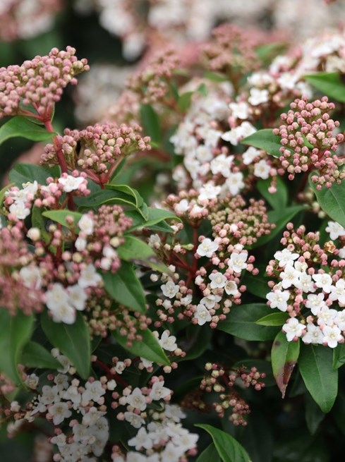 Autumn Plants & Trees Sale