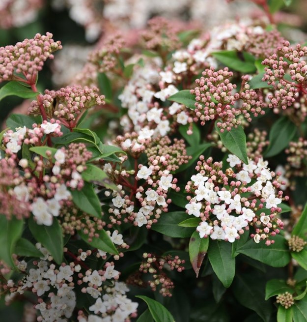 Autumn Plants & Trees Sale