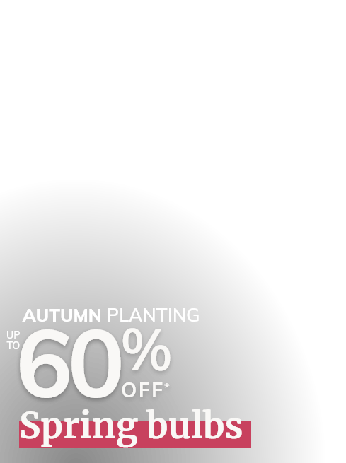 Autumn Bulbs Sale