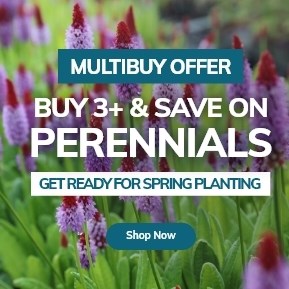 Perennials | Buy 3+ & Save
