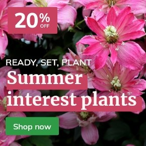 Summer Interest Plants: 20% off