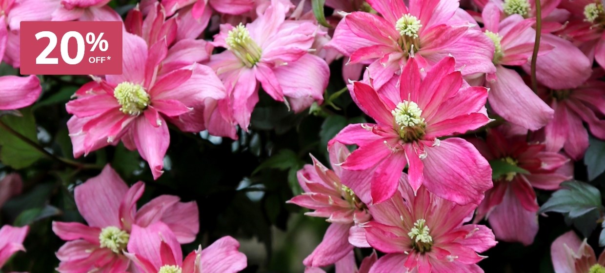 Summer interest plants