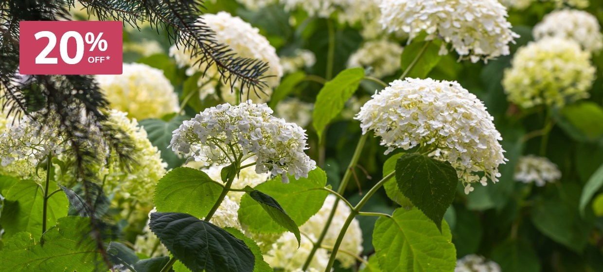 Summer colour shrubs