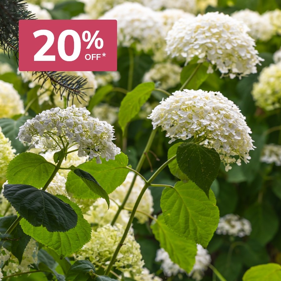 Summer colour shrubs