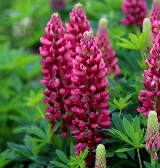 Perennials