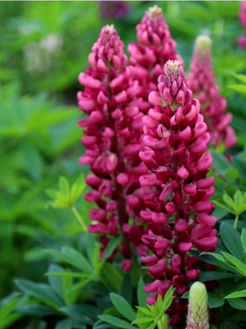 Perennials