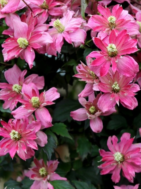 Summer interest plants