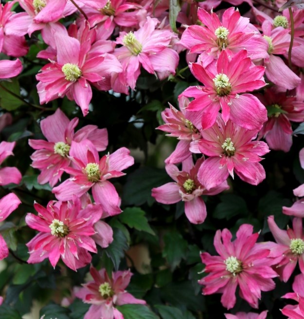 Summer interest plants