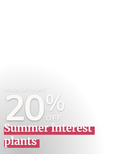 Summer interest plants